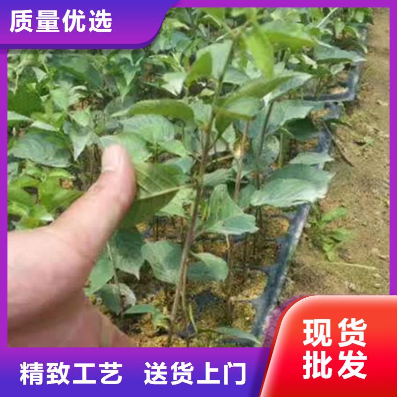 櫻桃桃樹苗優勢