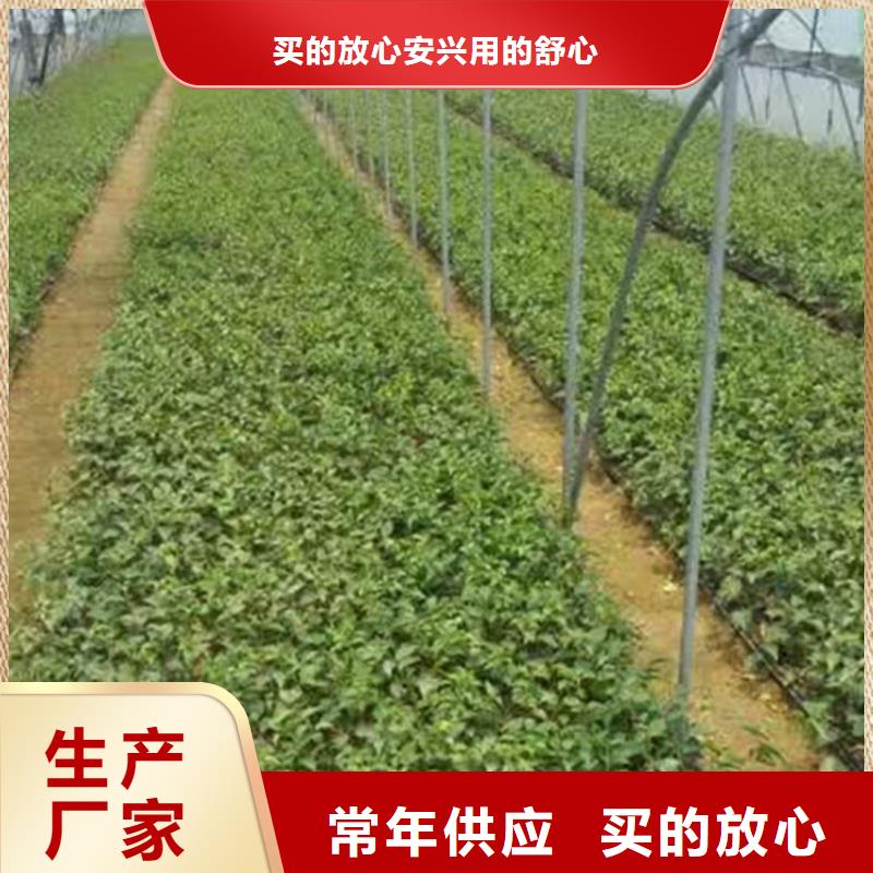 樱桃樱桃苗现货快速采购