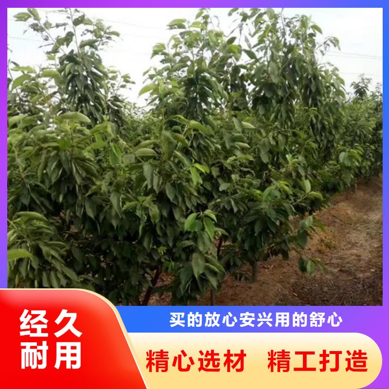 櫻桃無花果苗分類和特點