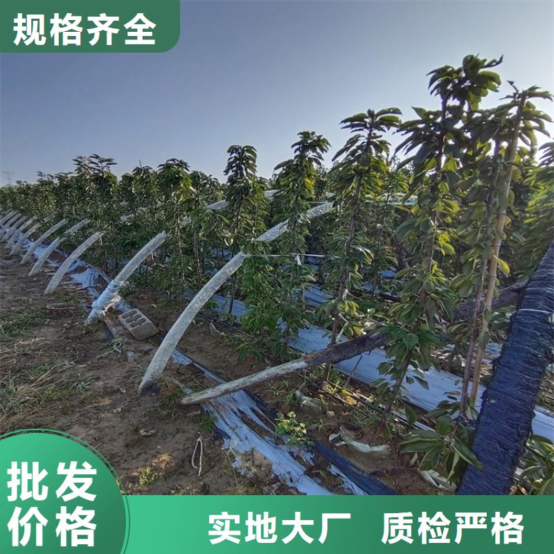 櫻桃紅石榴苗基地品質(zhì)過(guò)硬