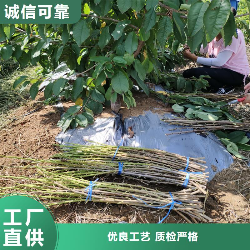 櫻桃李子苗供應(yīng)采購