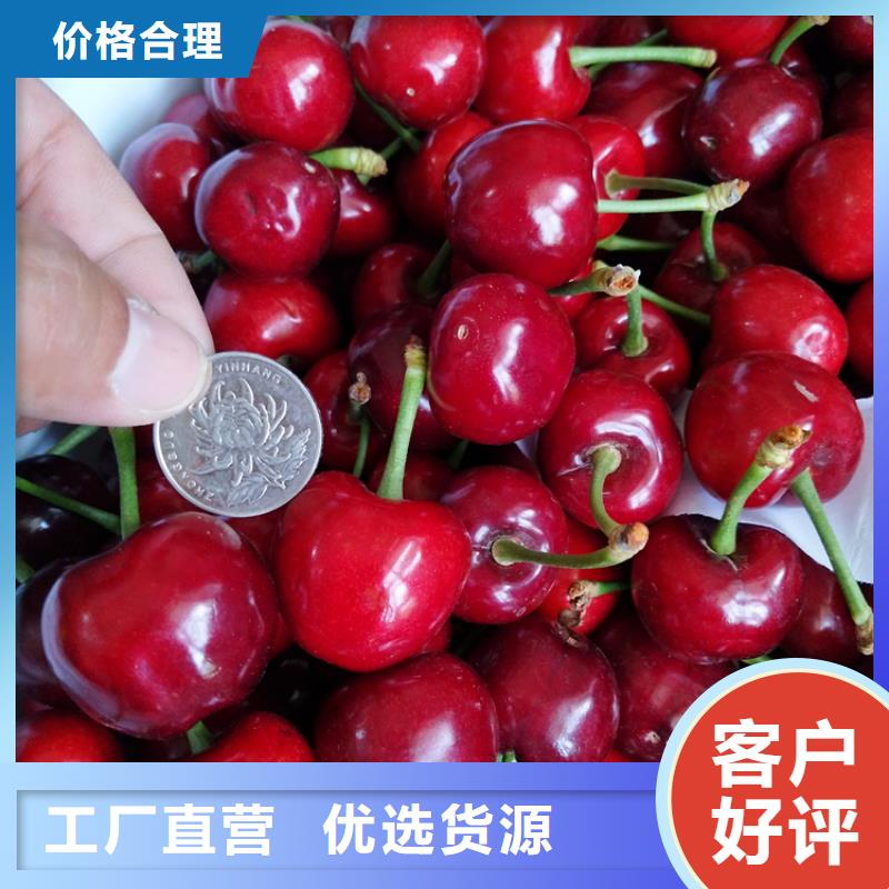 【櫻桃】梨樹(shù)苗產(chǎn)品參數(shù)