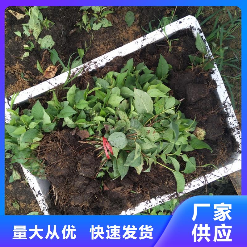 【樱桃】北美冬青量少也做