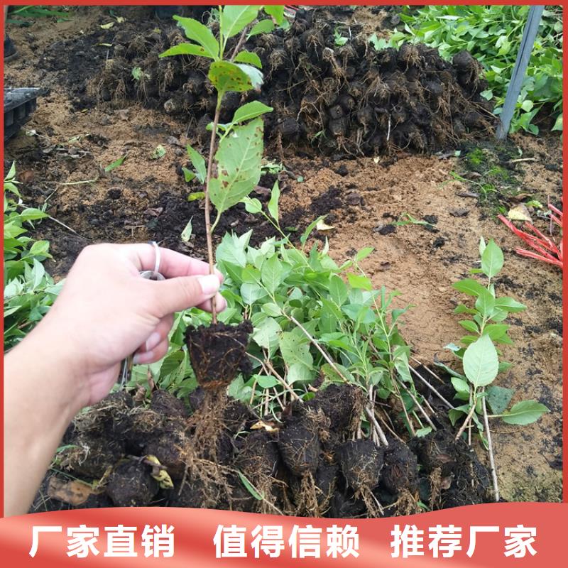 樱桃苹果苗的简单介绍