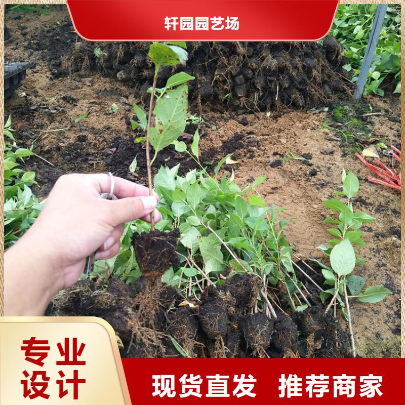 【櫻桃石榴樹精品選購】