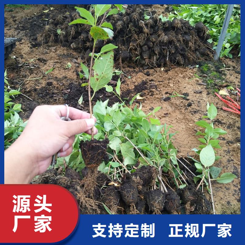 【櫻桃】梨樹苗產(chǎn)品參數(shù)