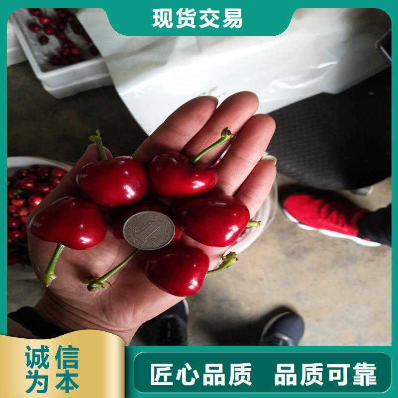 櫻桃梨樹苗貨源報價