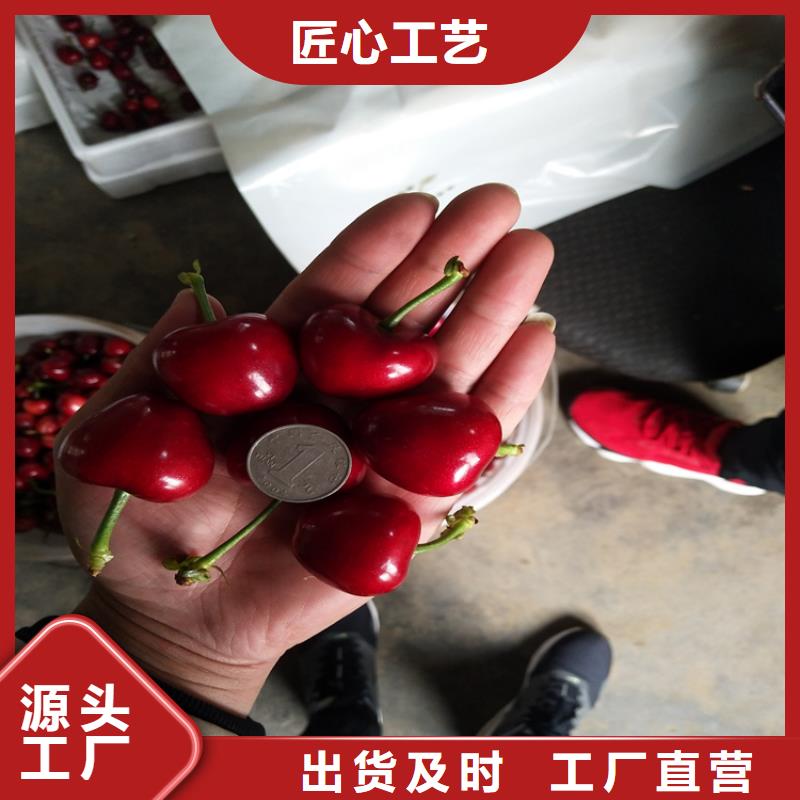 【櫻桃】梨樹苗產(chǎn)品參數(shù)