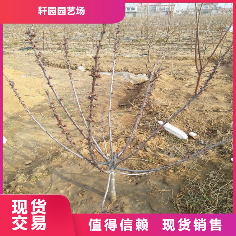 櫻桃梨樹苗源頭廠家量大價優