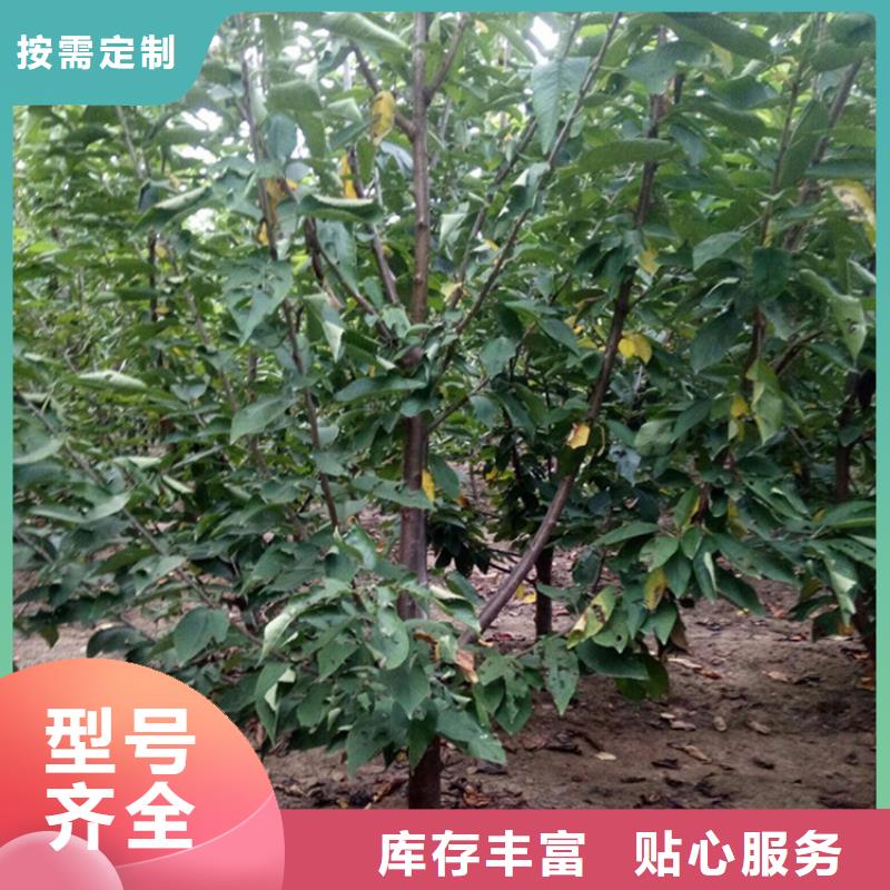 櫻桃杏樹苗一站式供應(yīng)