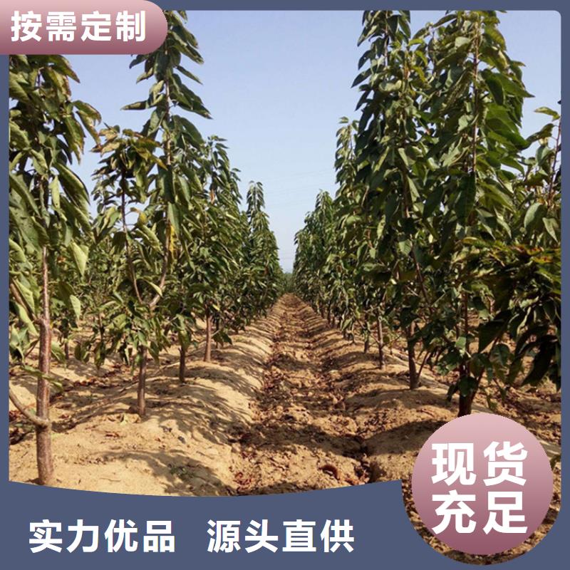 【櫻桃蘋果苗質(zhì)量看得見】