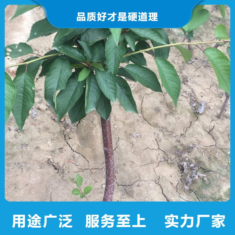 櫻桃梨樹苗源頭廠家量大價優