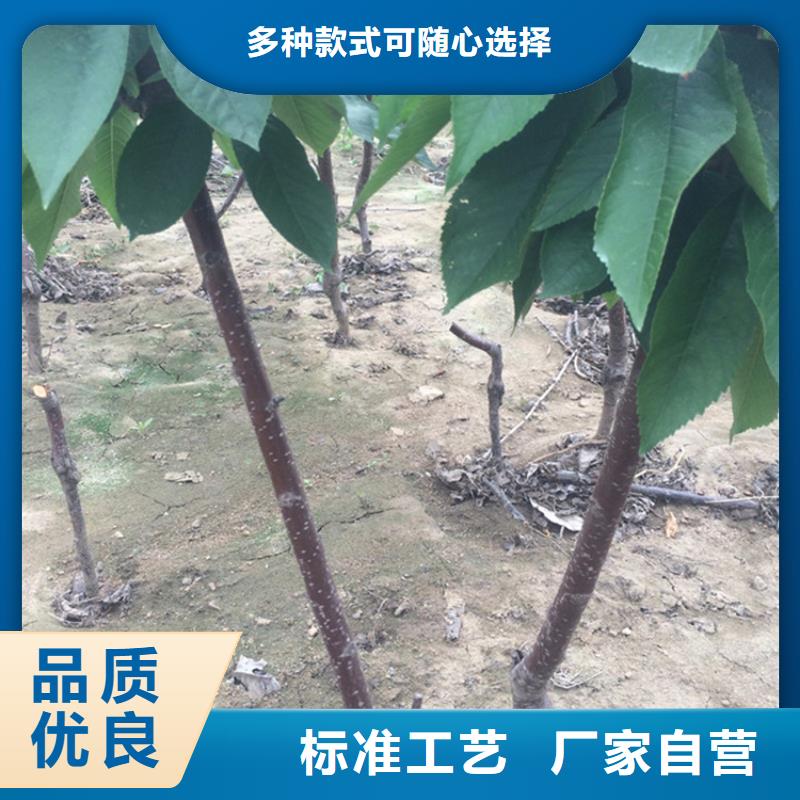 櫻桃李子苗供應采購