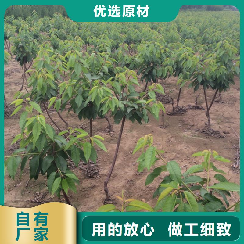 櫻桃葡萄苗產(chǎn)品細節(jié)參數(shù)
