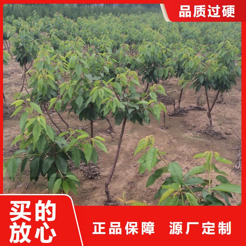 【櫻桃】藍莓苗量大更優惠