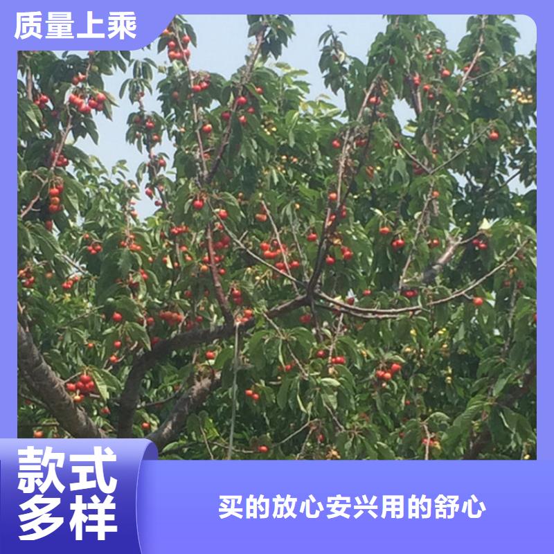 樱桃苹果苗的简单介绍