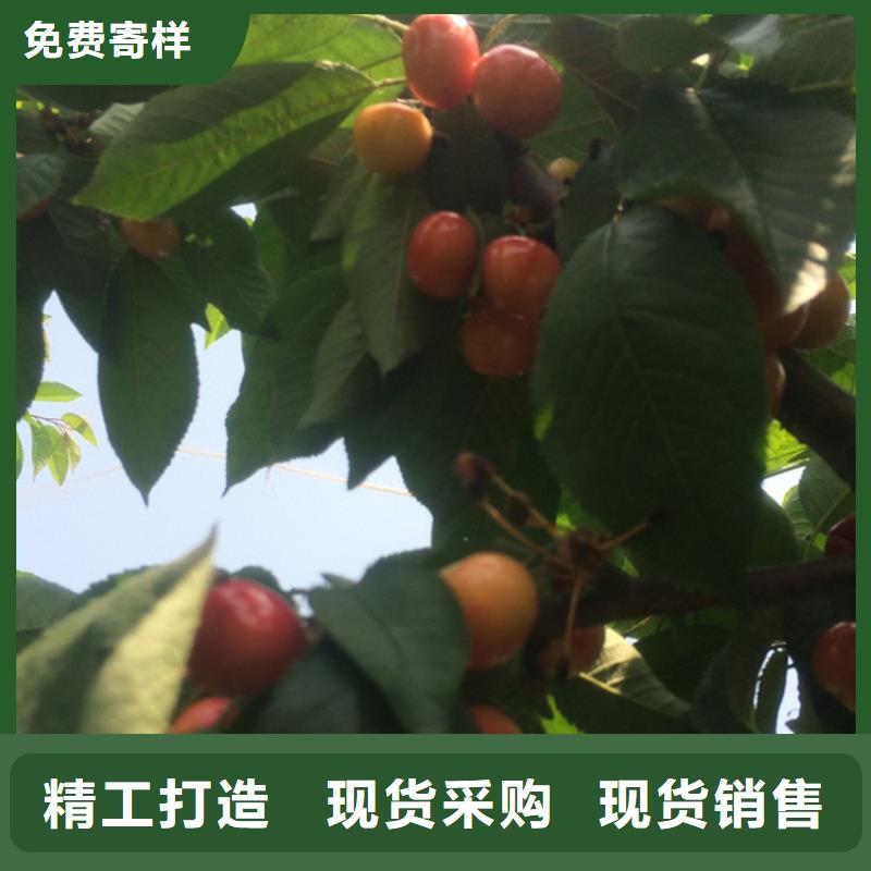 櫻桃【板栗苗】精選貨源