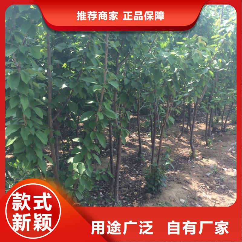 【櫻桃】桃樹苗來圖定制量大從優(yōu)