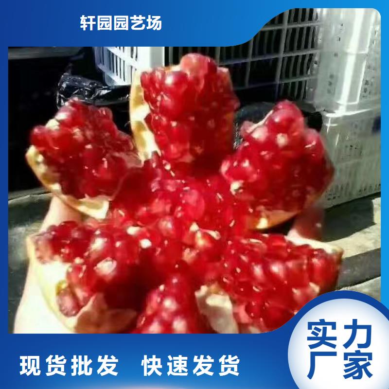 石榴無花果苗真實拍攝品質可靠