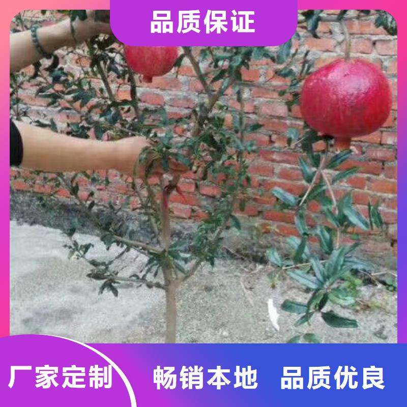 石榴無花果苗真實拍攝品質可靠