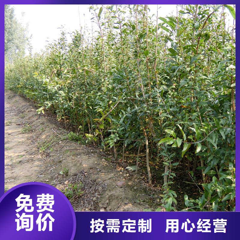 石榴,蘋果苗好品質(zhì)經(jīng)得住考驗(yàn)