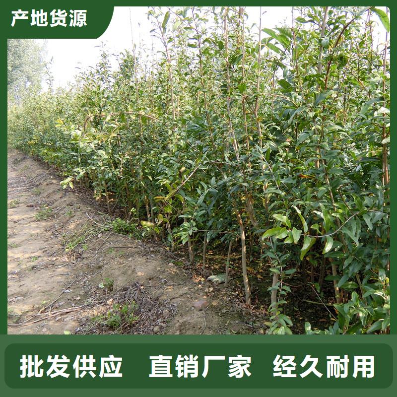 石榴-櫻桃苗應用范圍廣泛