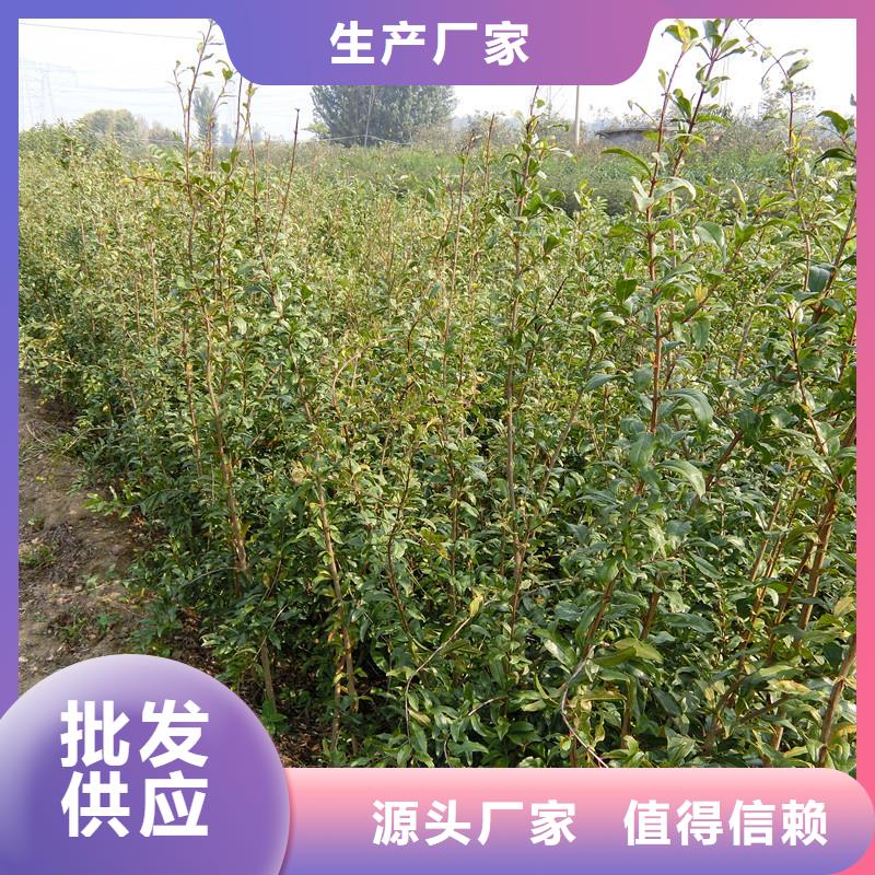 石榴-櫻桃苗應(yīng)用范圍廣泛