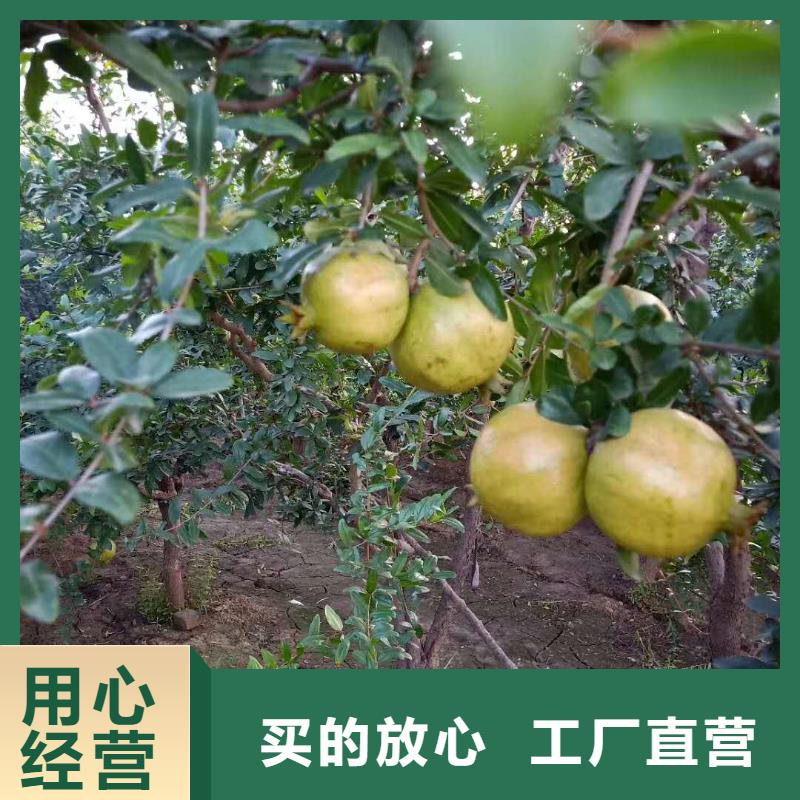 石榴藍莓苗實力優(yōu)品