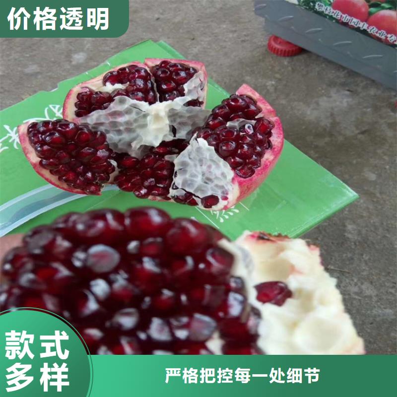 石榴【石榴苗】源廠直接供貨