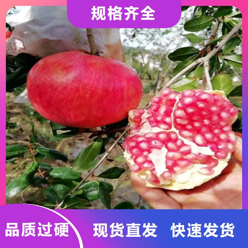 石榴,桃樹苗品質(zhì)過硬