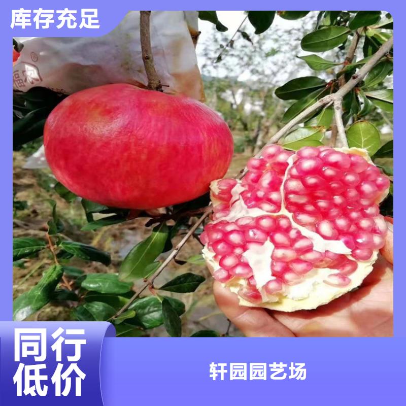 石榴,【梨树苗】好品质售后无忧