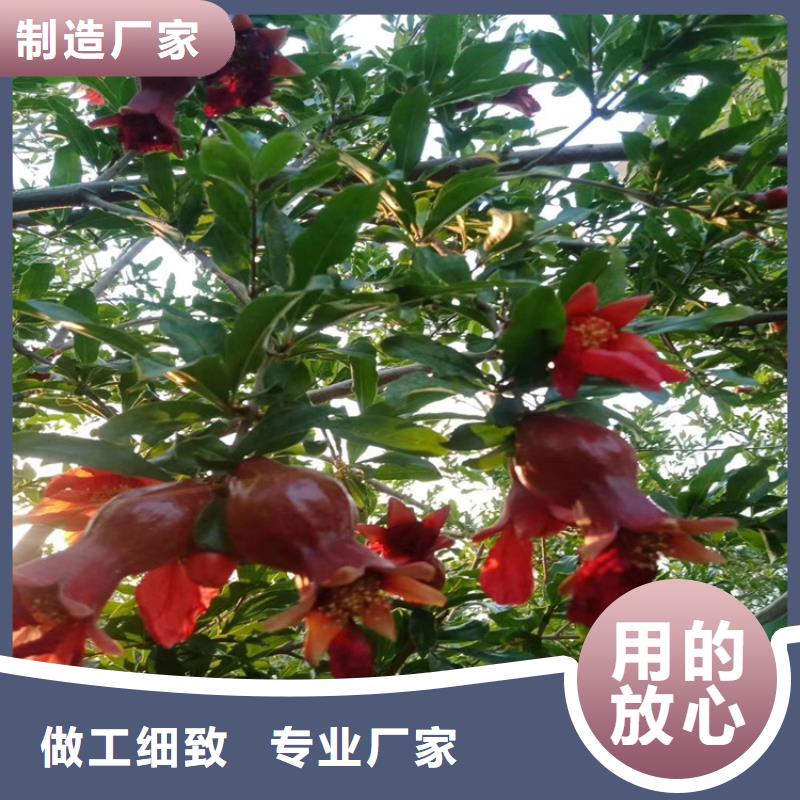 石榴無花果苗真實拍攝品質可靠