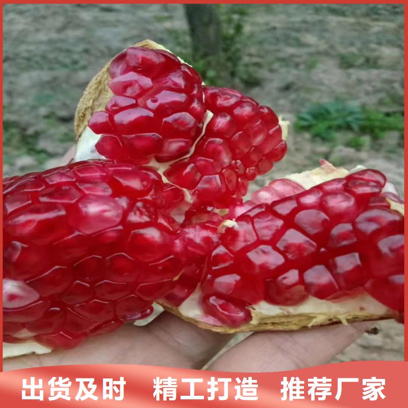 石榴,桃樹(shù)苗品質(zhì)過(guò)硬