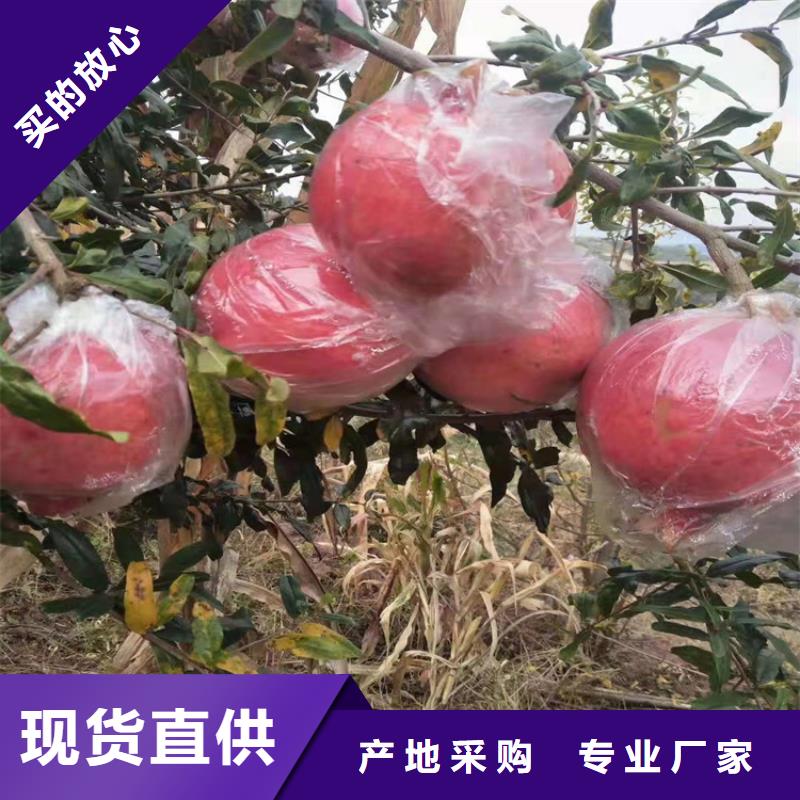 石榴,桃樹苗品質(zhì)過硬