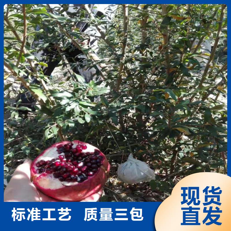 石榴無(wú)花果苗真實(shí)拍攝品質(zhì)可靠