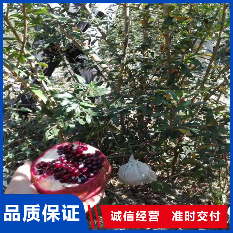 石榴無花果苗真實拍攝品質可靠