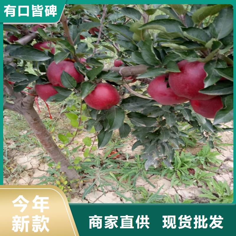 石榴藍(lán)莓苗對(duì)質(zhì)量負(fù)責(zé)