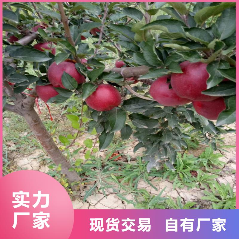 【石榴无花果苗精选好货】