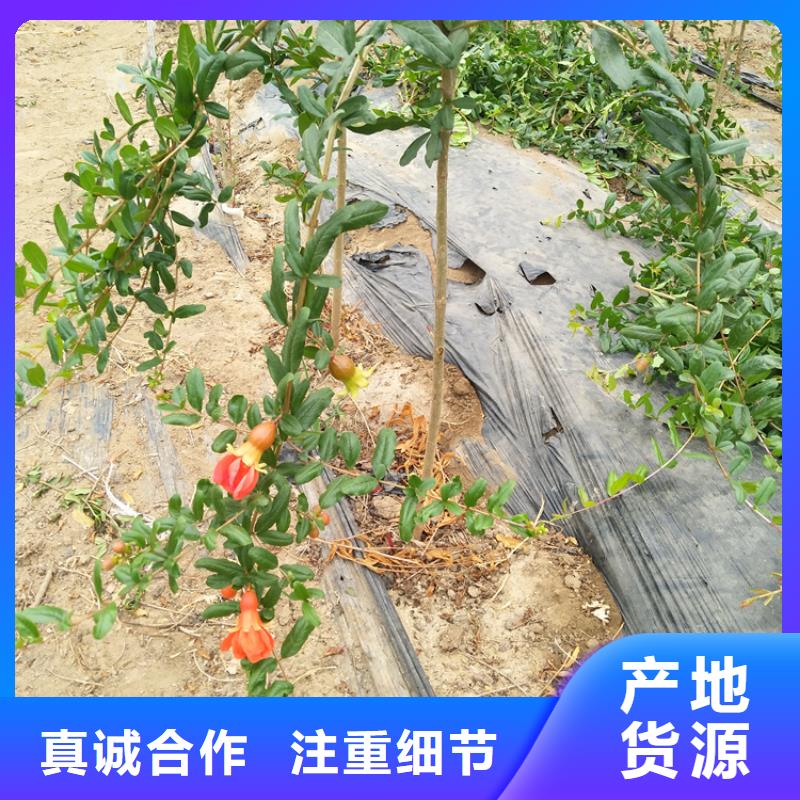 石榴_花椒苗一站式供應(yīng)