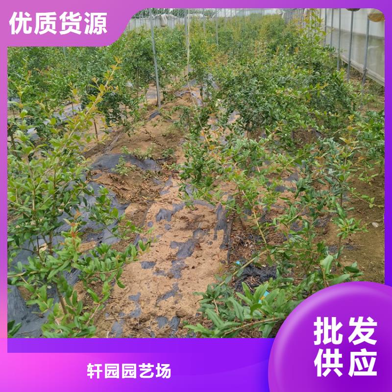 石榴_苹果苗诚信厂家