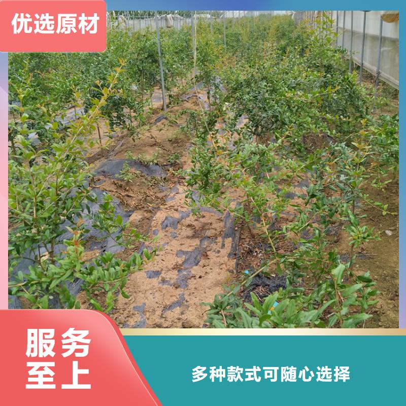 石榴葡萄苗實力工廠