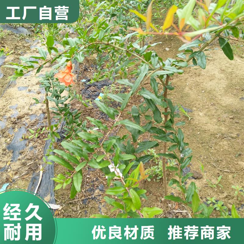 石榴-櫻桃苗當(dāng)?shù)貜S家值得信賴