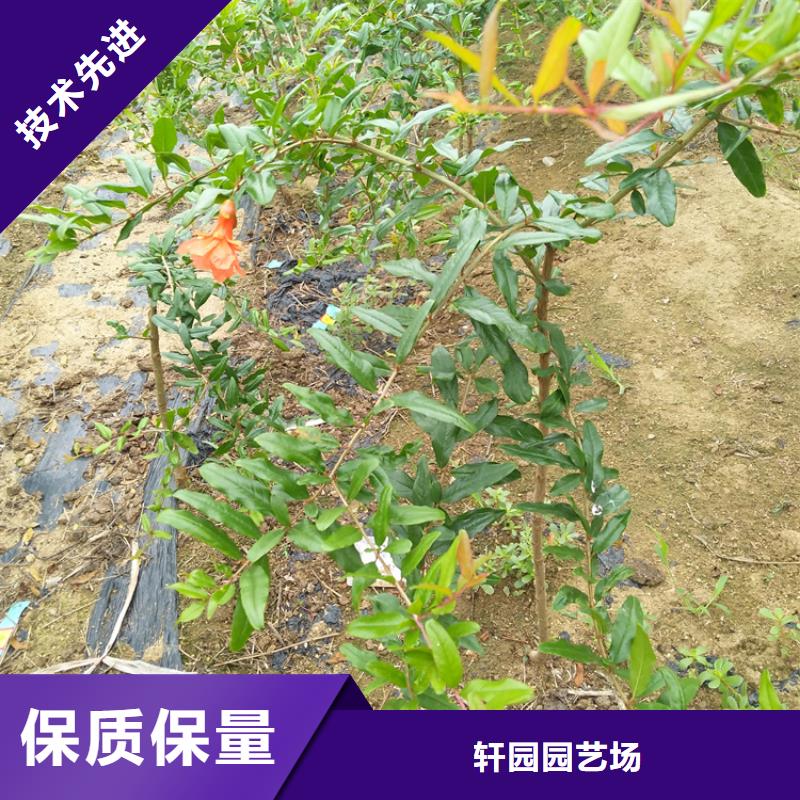 石榴-櫻桃苗應(yīng)用范圍廣泛