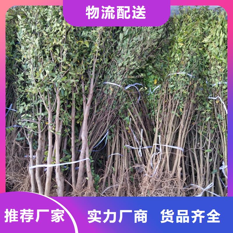 石榴蘋果苗拒絕差價