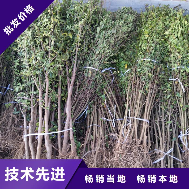 石榴藍莓苗實力優品