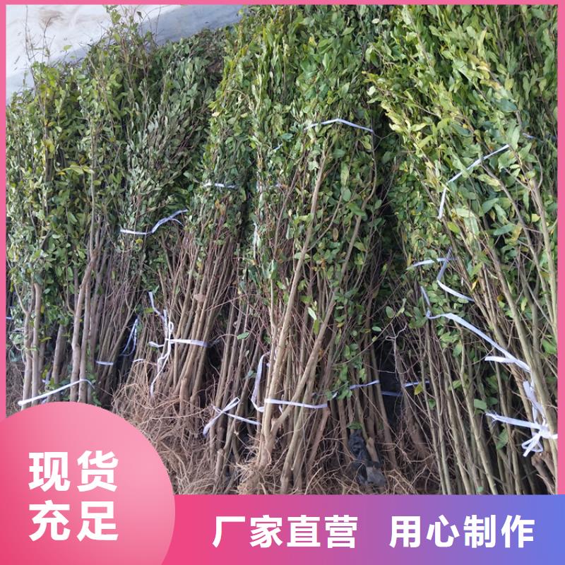 石榴藍(lán)莓苗對(duì)質(zhì)量負(fù)責(zé)