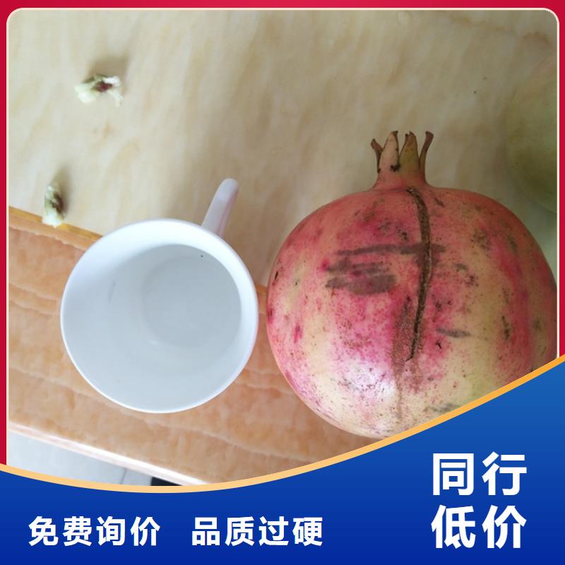 石榴桃樹苗品質(zhì)可靠