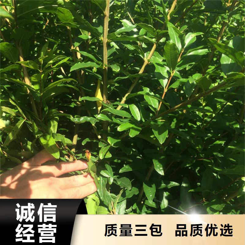 石榴桃樹苗優質貨源