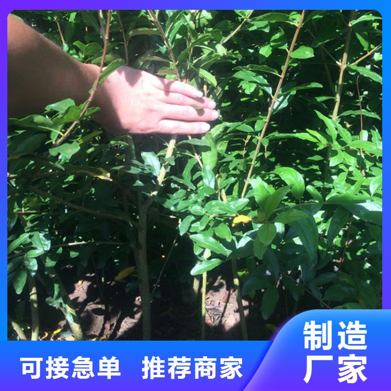 【石榴】桃樹苗專心專注專業(yè)