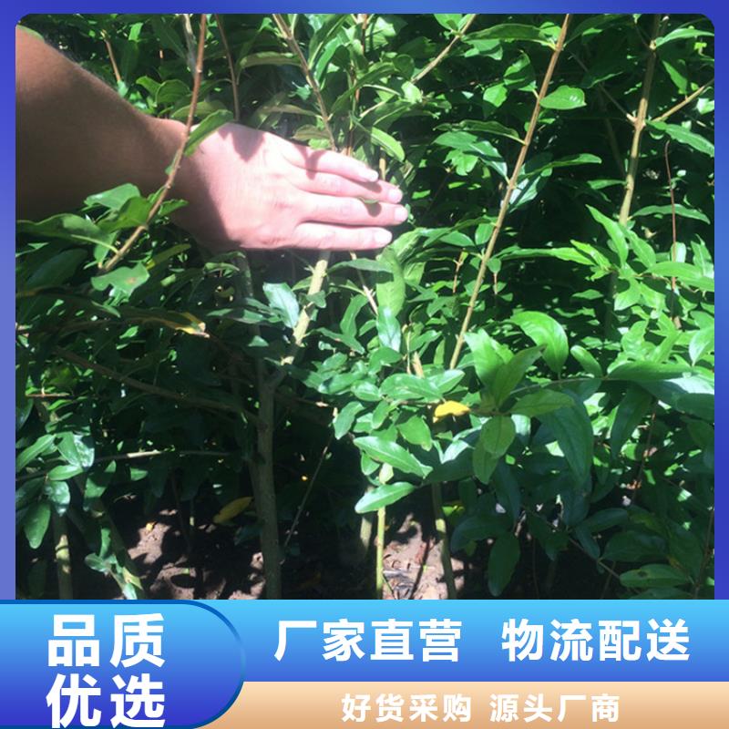 石榴櫻桃苗重信譽(yù)廠家